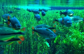 Bonito 
